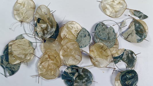 Texture of the Week: Honesty Seed Pods