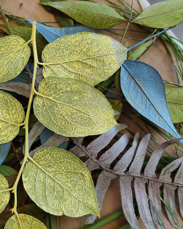 My Favorite Plants for Gel Plate Printmaking